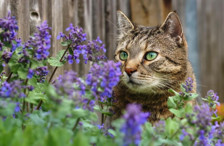 a cat looking at Nepeta cataria