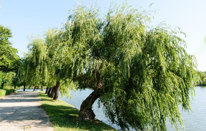 willow wood benefits