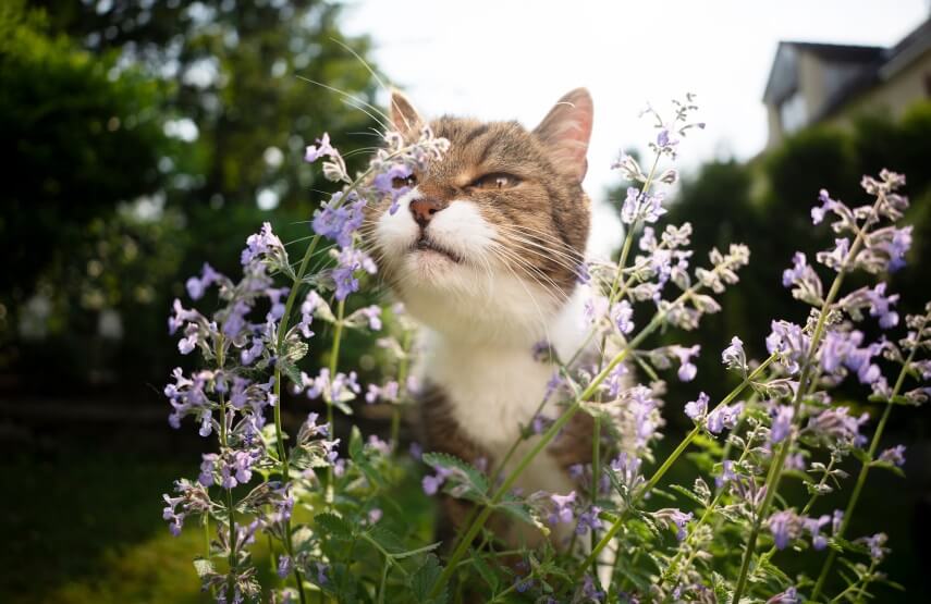 catnip flower and cat