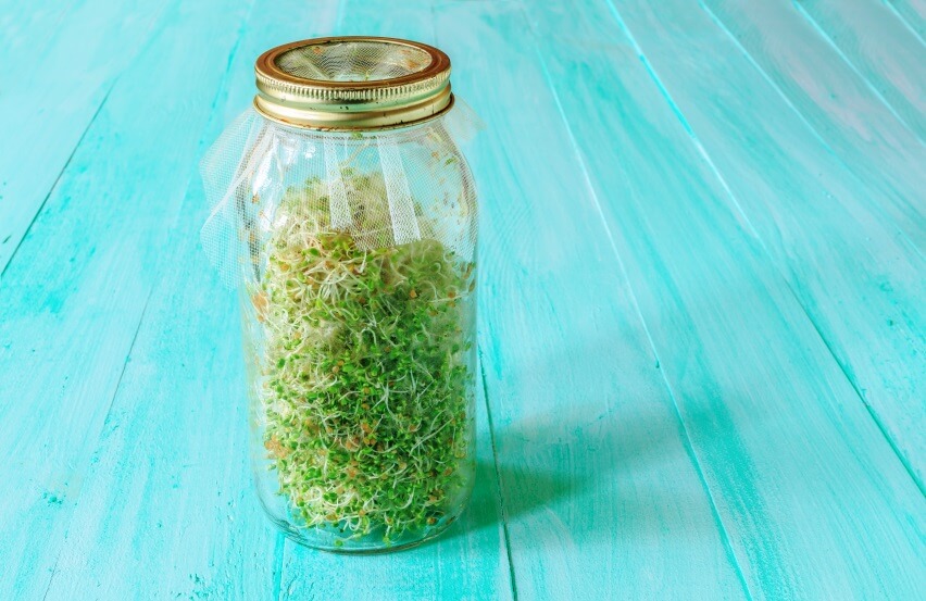 clover sprouts in bottle