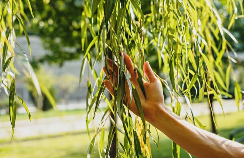 Willow Leaves Benefits