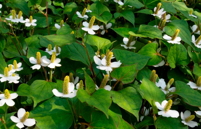 flowering-houttuynia-cordata