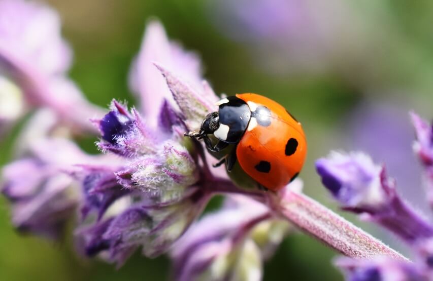 ladybug and catnip flower