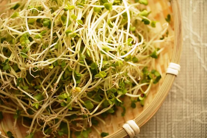 Broccoli Sprouts close up