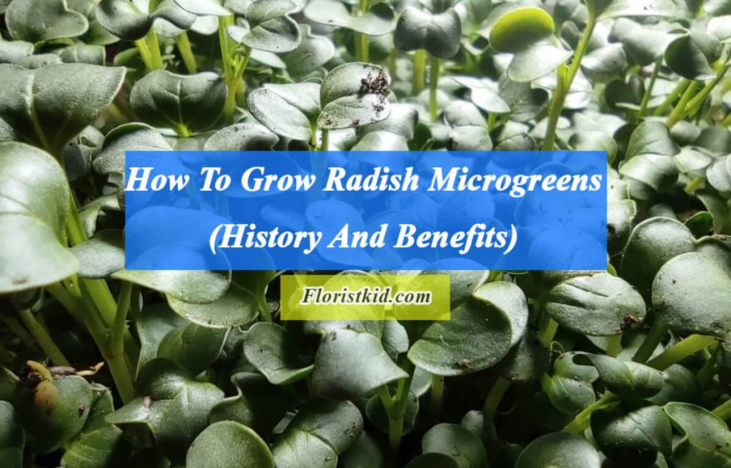 How To Grow Radish Microgreens (History And Benefits)
