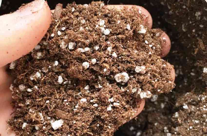  sterile potting soil as a kids gardening soil