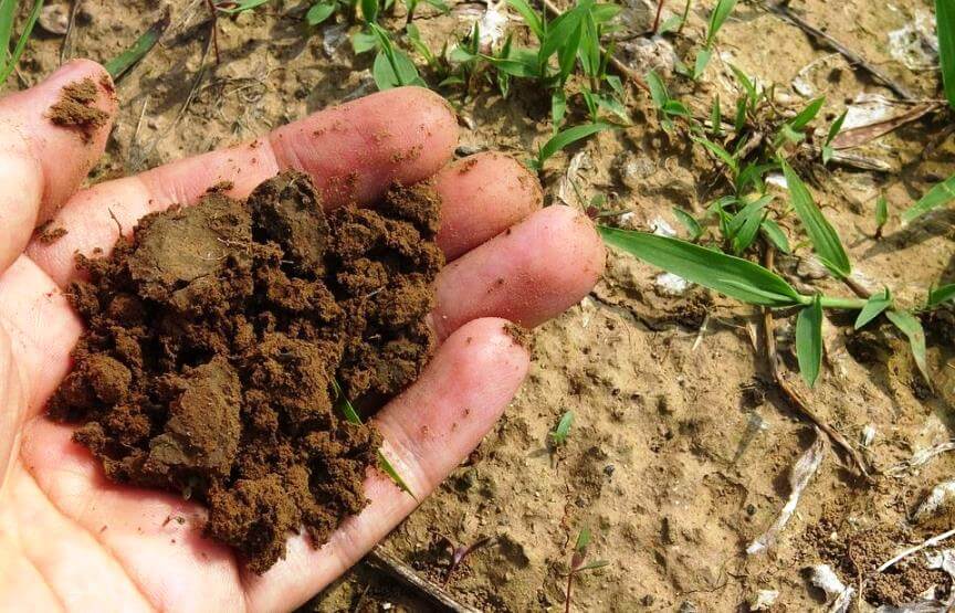 garden soil is not a kids sterile potting soil