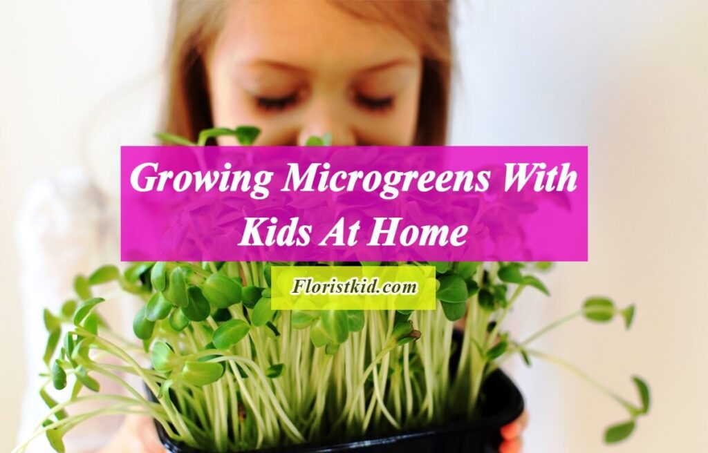 growing microgreens with kids at home