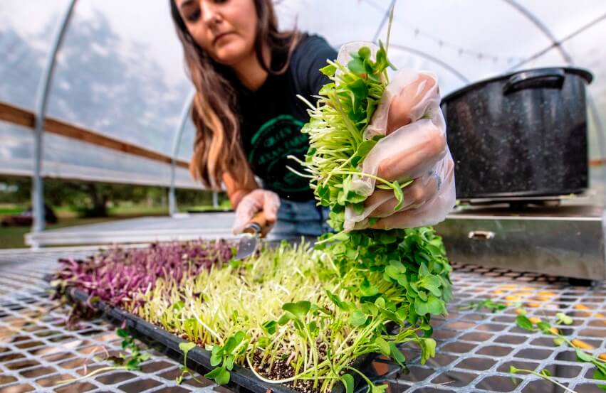 grow microgreens 