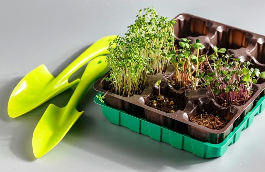 microgreen tray and trowel