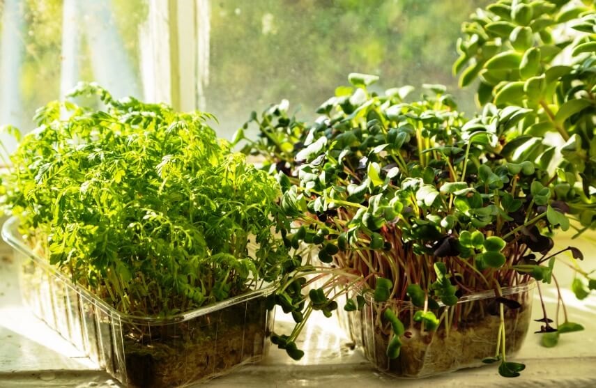 different microgreens on windowsill