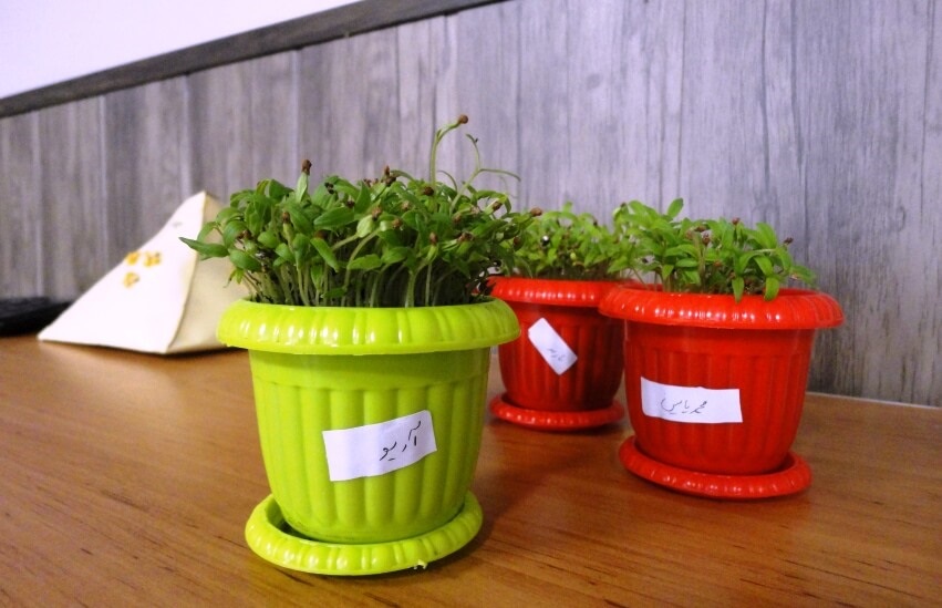 growing houseplants from seed-cress plant
