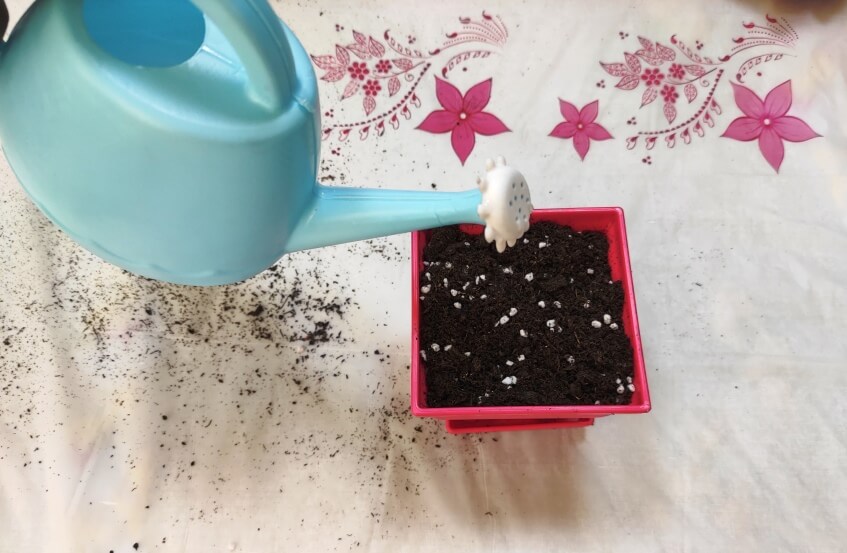 watering and planting the seeds