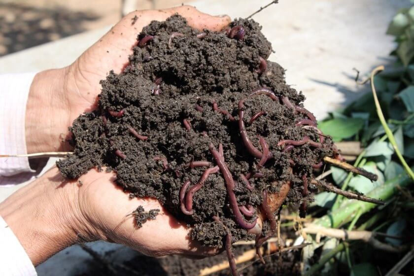 vermicompost kid-safe fertilizers for indoor plants