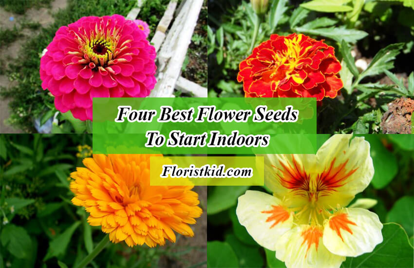 flower seeds to start indoors