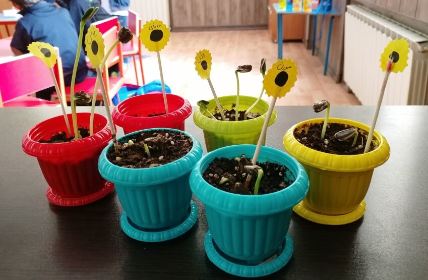 student's sunflower pots