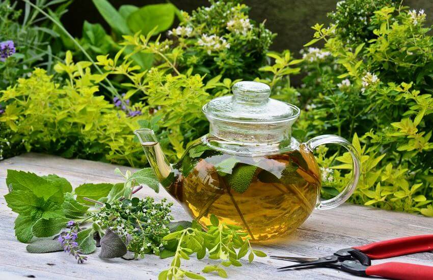 make a herbal tea garden
