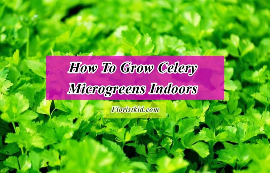 How To Grow Celery Microgreens Indoors