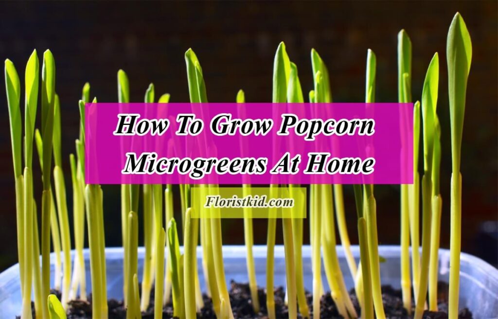 How To Grow Popcorn Microgreens At Home
