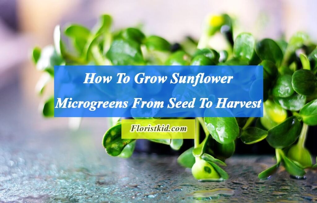 How To Grow Sunflower Microgreens From Seed To Harvest