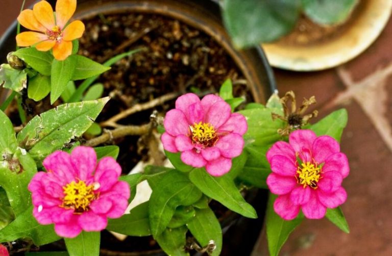 How To Grow Zinnias In Pots At Home