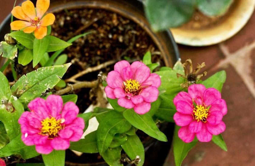 grow Zinnias in pots