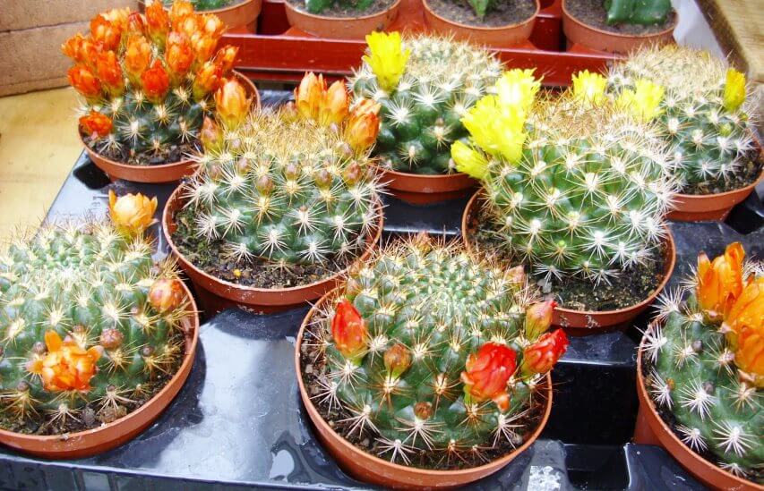 cactus plant for indoor gardening