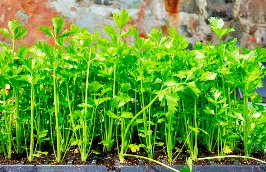 celery microgreens