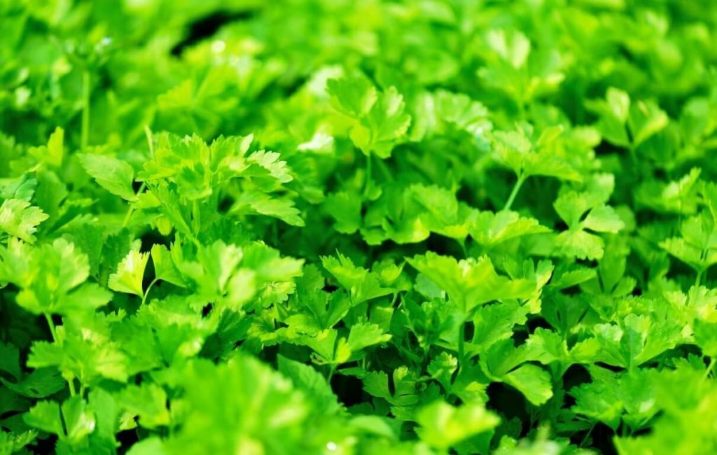 how to grow celery microgreens