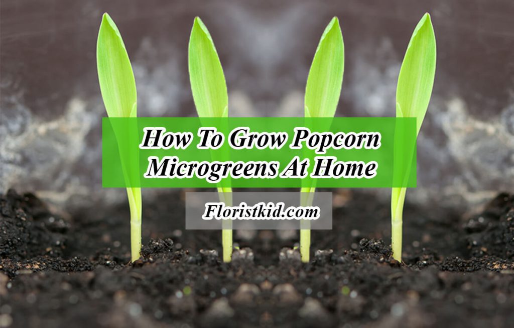 How To Grow Popcorn Microgreens At Home