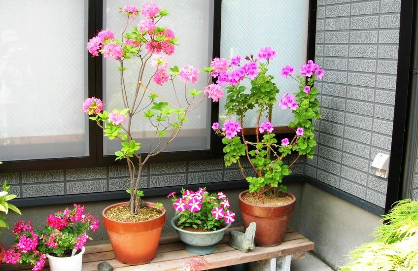 plant in balcony