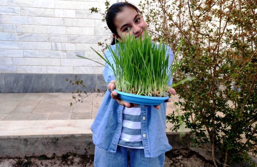 wheatgrass sprouts and girl