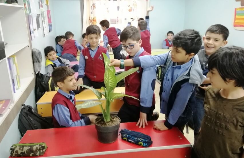 benefits of plants in the classrooms - dieffenbachia plant