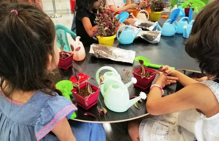 planting wandering jew cuttings by kids