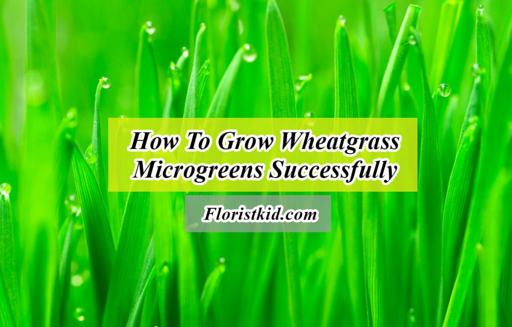 how to grow wheatgrass microgreen
