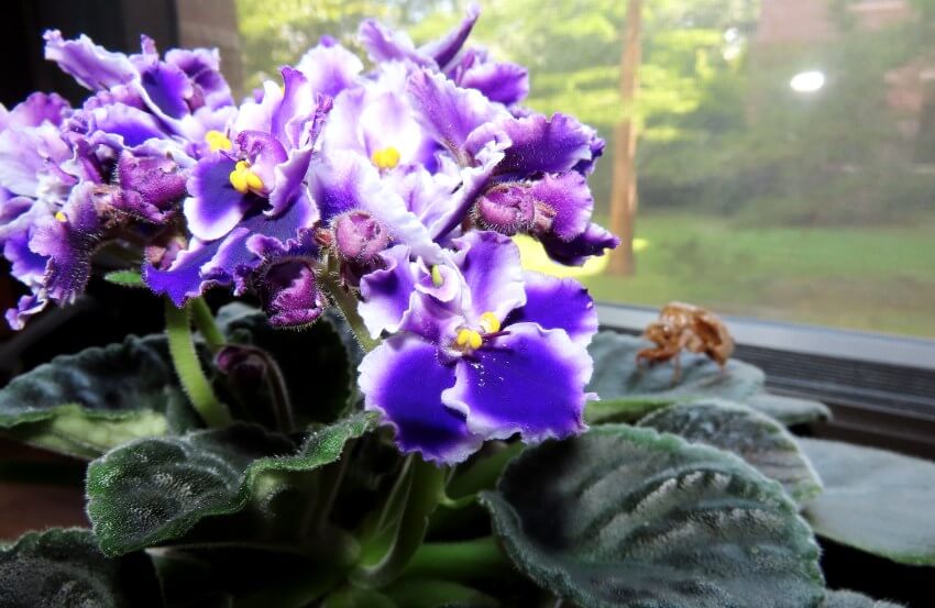 African-Violet as a kid-friendly indoor flower