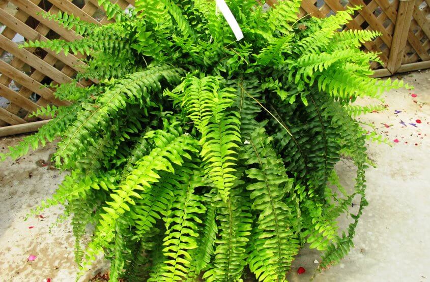 Boston fern is one of the children’s safe indoor plants