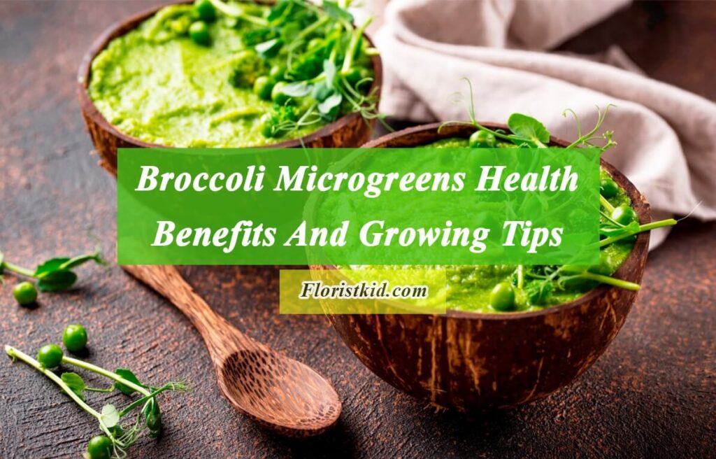 Broccoli Microgreens Health Benefits And Growing Tips