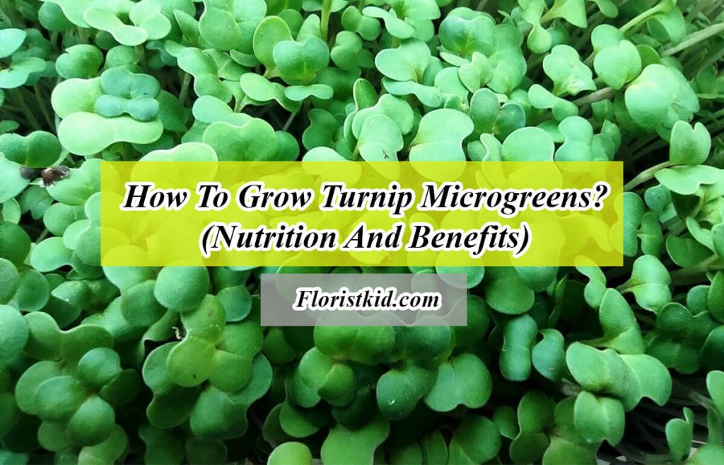 how to grow turnip microgreens