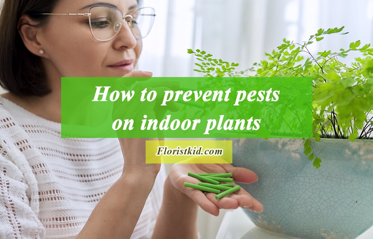 How to prevent pests on indoor plants