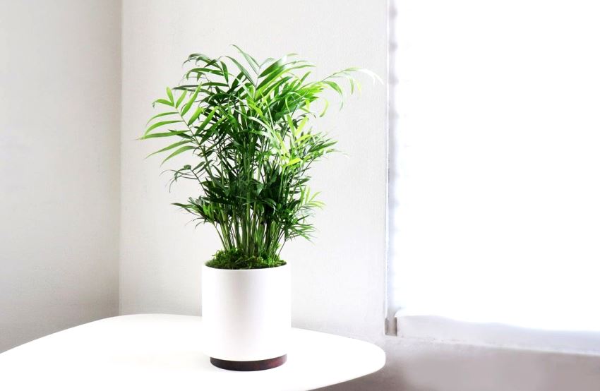 parlor palm is on the list of children’s safe indoor plants