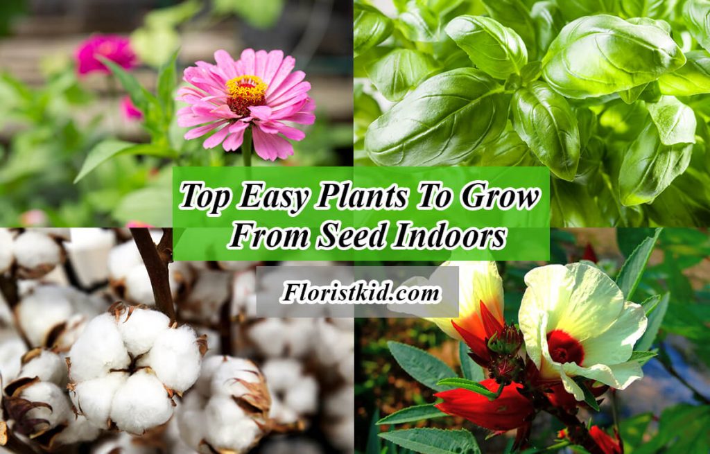top easy plants to grow from seed indoors