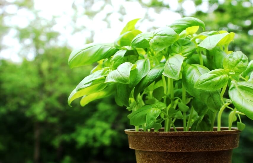 Basil as an easy plant to grow from seed indoors