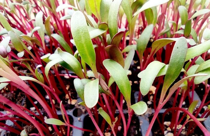 most beautiful types of microgreens - beetroot microgreens