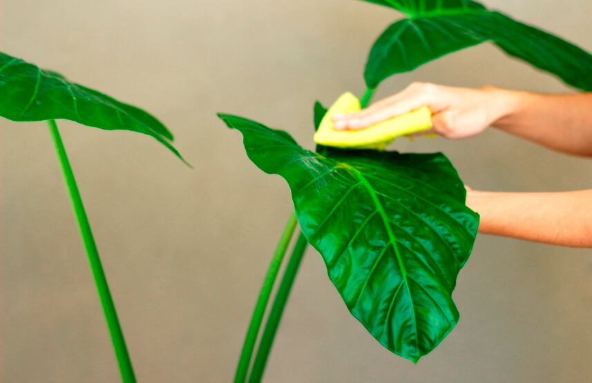 washing the plants to prevent pests on indoor plants