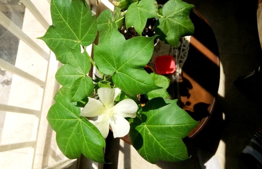 cotton flower- best easy plants to grow from seed indoors