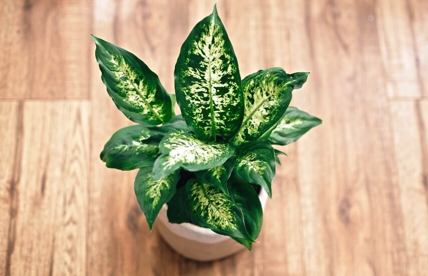 dieffenbachia toxic houseplant