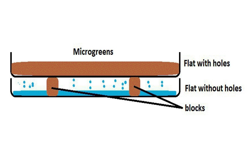 dip tray method for growing microgreen