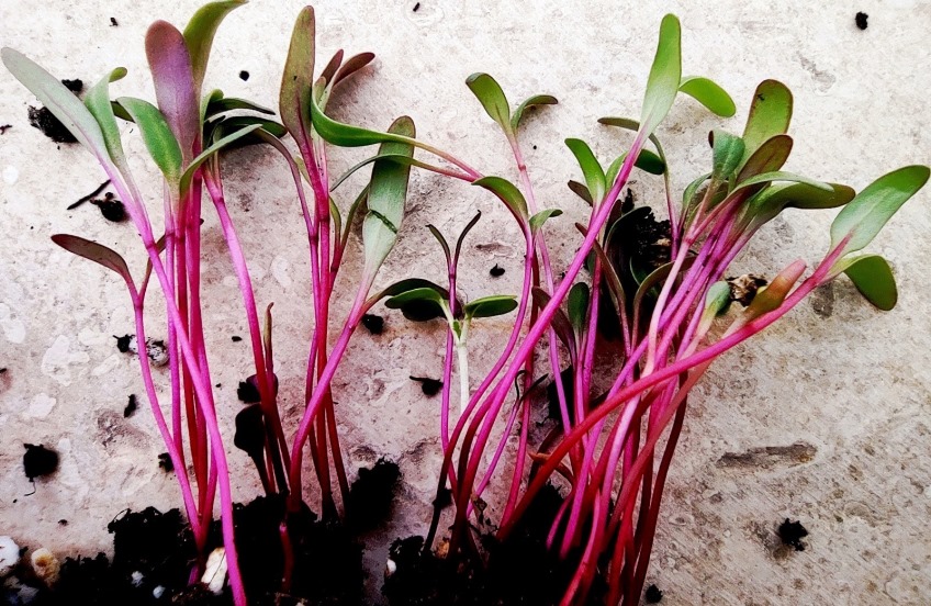 harvested beet microgreens