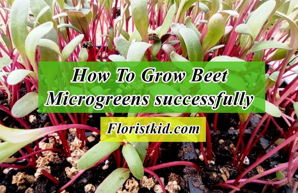 how to grow beet microgreen